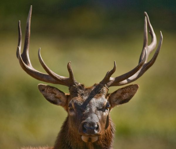 Elk Redwood Adventure Tours