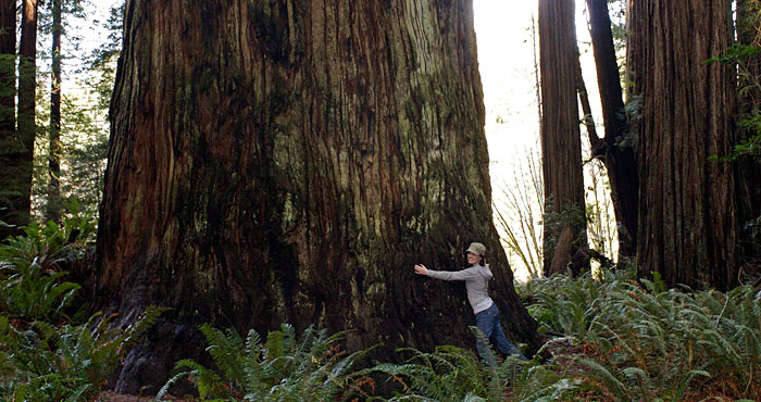 Redwood National Park, CA